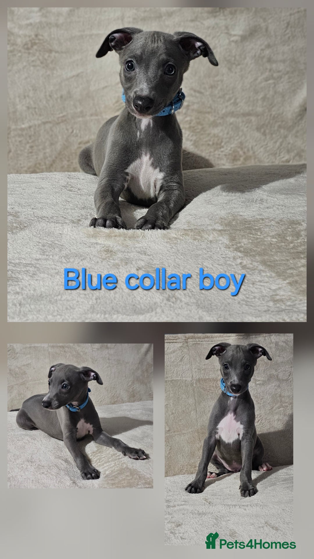 Whippet dogs for sale: Stunning litter of whippet puppies - Image 1