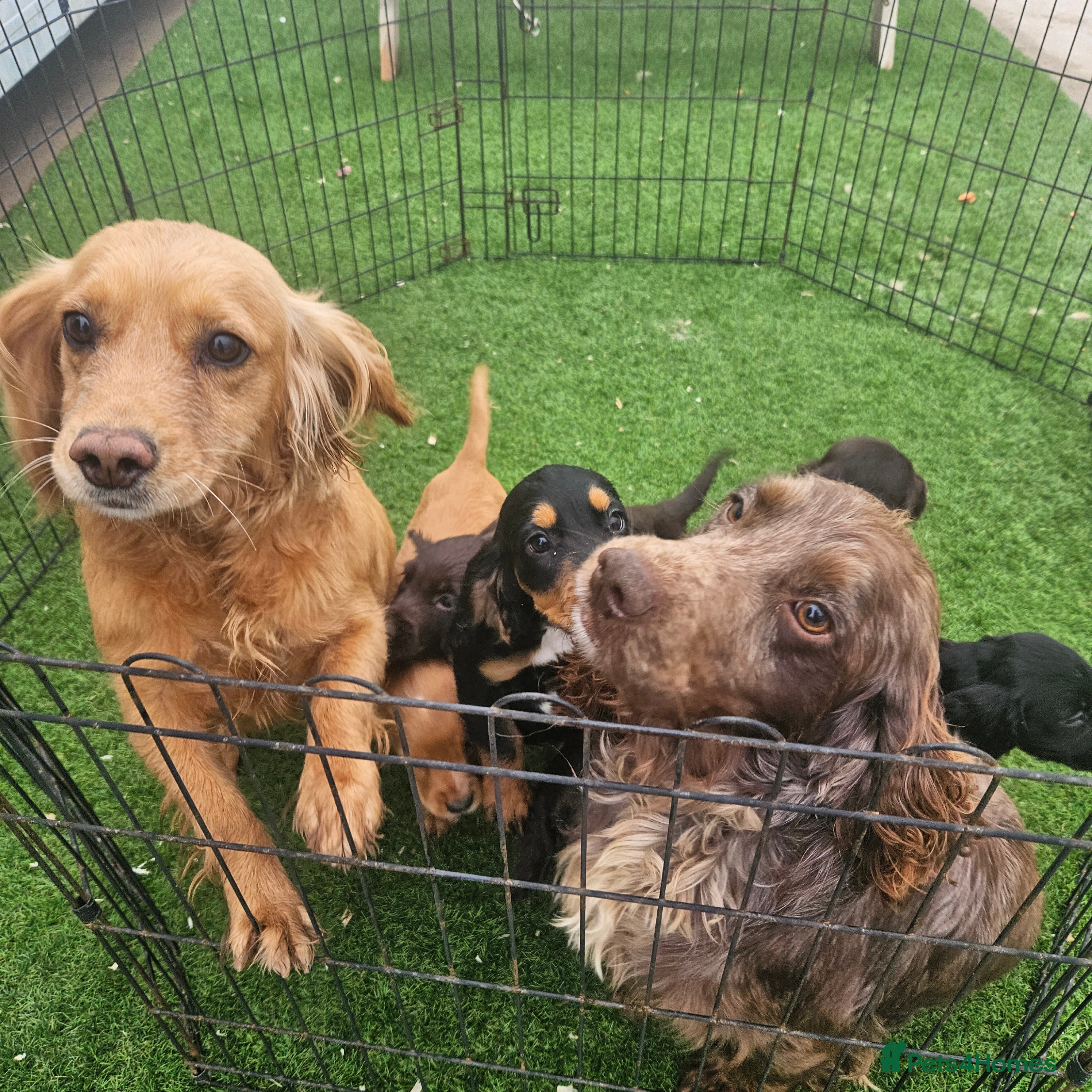 Cocker Spaniel dogs Working Type Cocker Spaniels - Advert 1