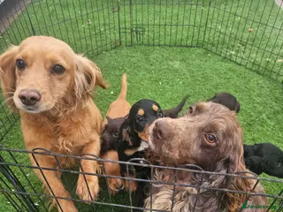 Cocker Spaniel dogs for sale: Black Female Working Type Cocker Spaniel - Advert 2