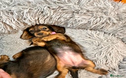 Miniature Dachshund dogs for sale: Miniature Long-Haired Dachshund Puppies - Image 5