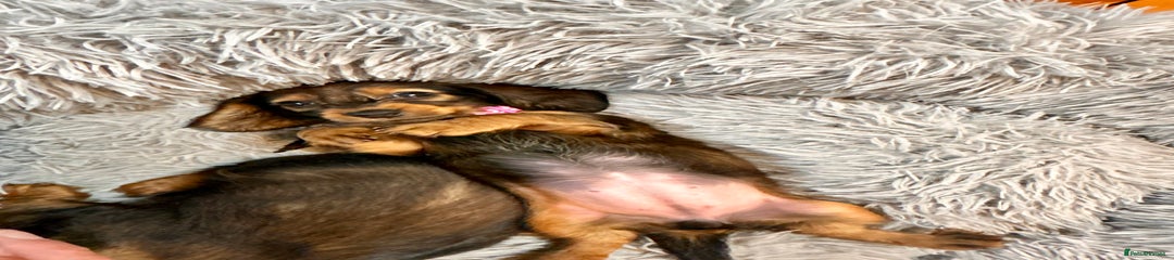 Miniature Dachshund Puppy 3