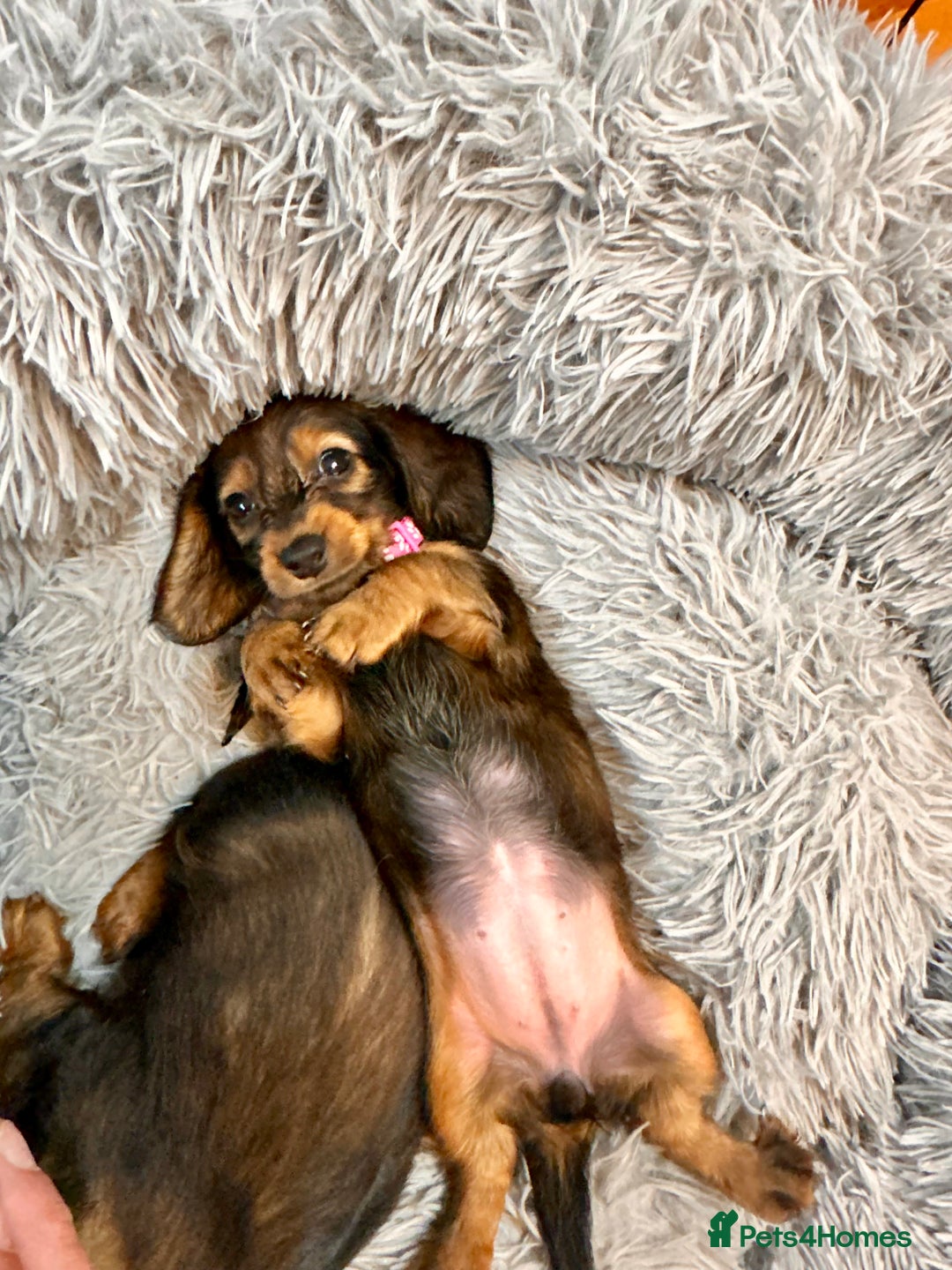 Miniature Dachshund dogs for sale: Miniature Long-Haired Dachshund Puppies - Image 5