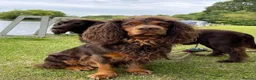 Cocker Spaniel dogs for sale: 5 STUNNING KC WORKING TYPE COCKER SPANIELS  - Advert 33