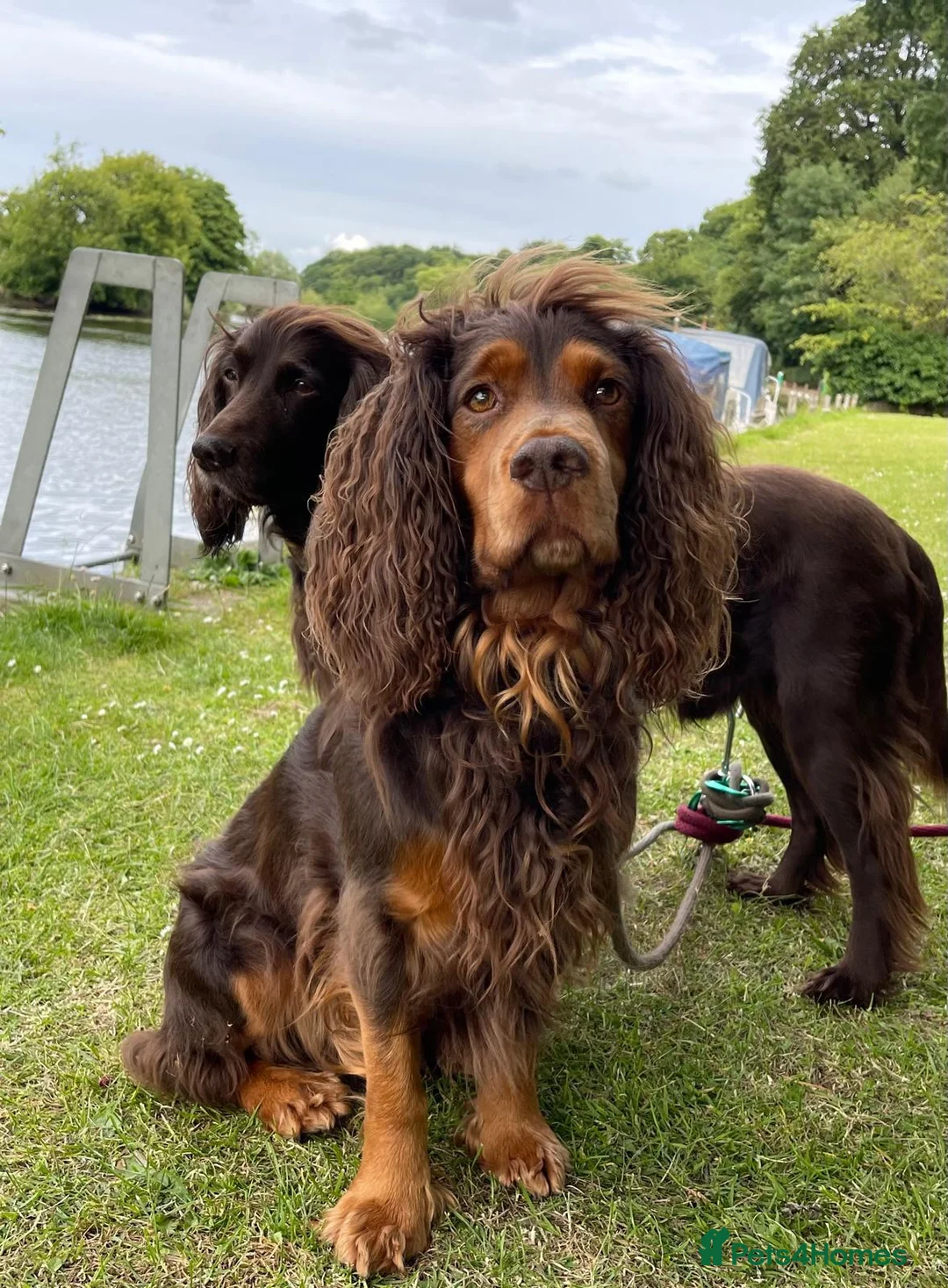 Cocker Spaniel dogs for sale: 5 STUNNING KC WORKING TYPE COCKER SPANIELS  - Advert 33