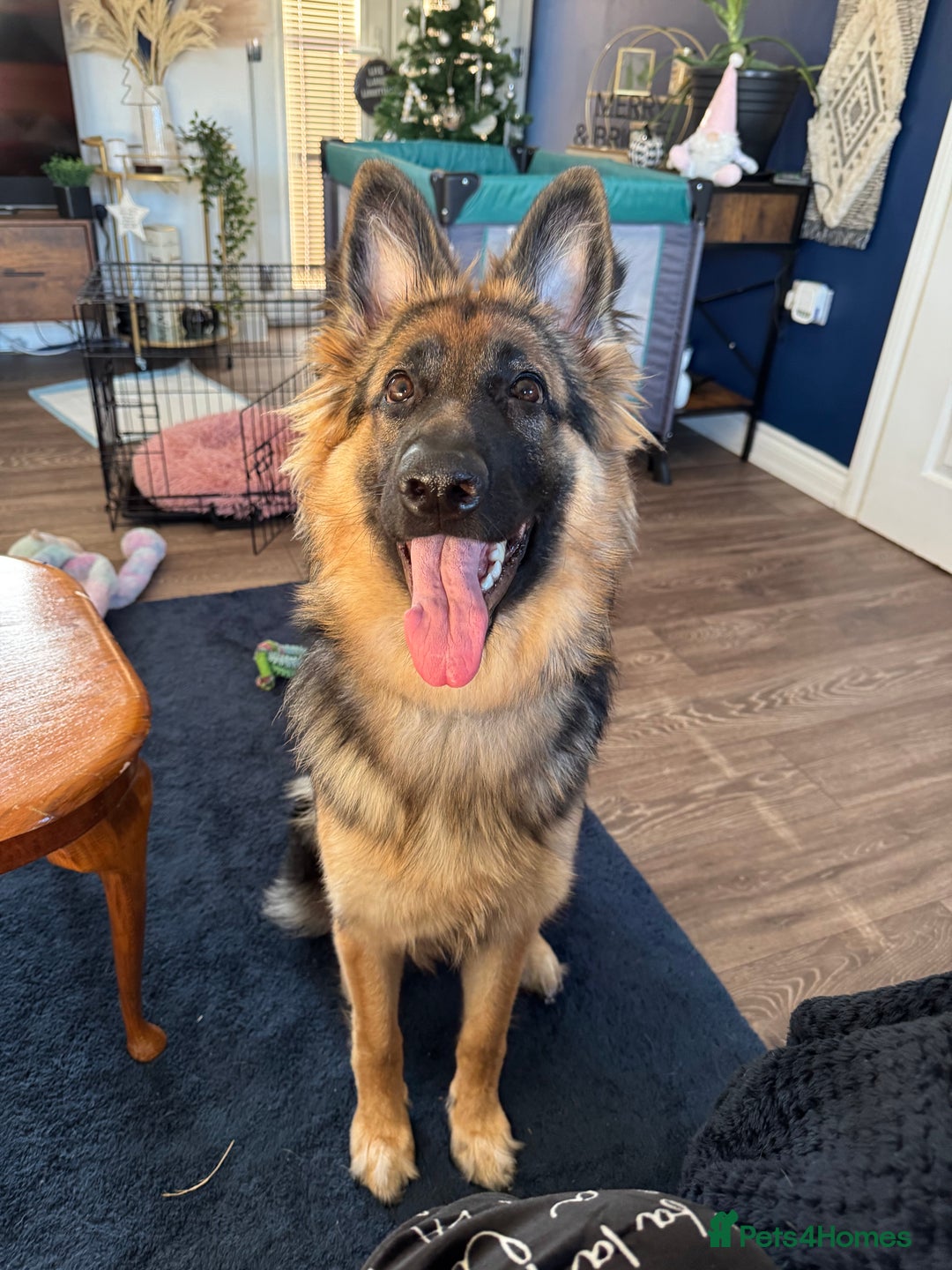 German Shepherd dogs for sale: Beautiful 8 month old German shepherd - Advert 7