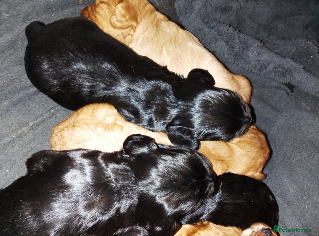 Cocker Spaniel dogs for sale: 4 Gorgeous working cocker spaniels  - Advert 11