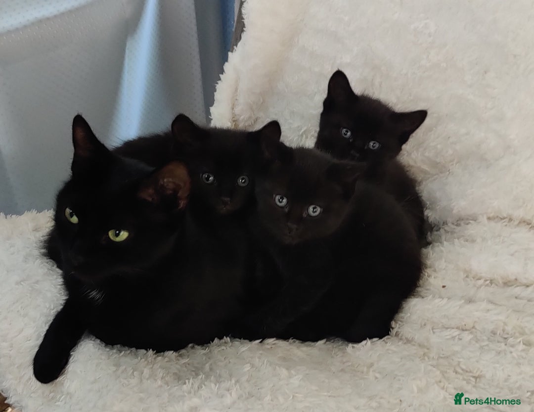 Domestic Shorthair cats for sale: Przecudowne dziewczynki - Advert 9