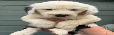 Old English Sheepdog 3