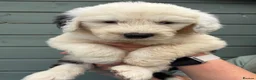 Old English Sheepdog dogs for sale: Kc Registered Old English Sheepdogs  - Advert 15