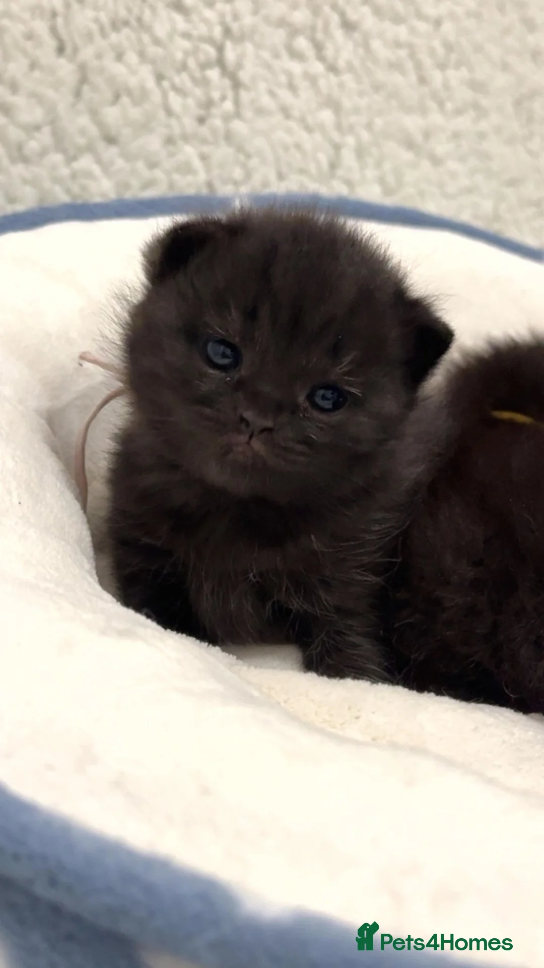 British Shorthair cats for sale: Ready to reserve chunky british shorthair - Advert 4