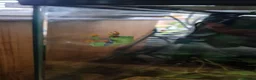 Frog reptiles for sale: 6 Red eyed tree frogs with paludarium set up  - Advert 9