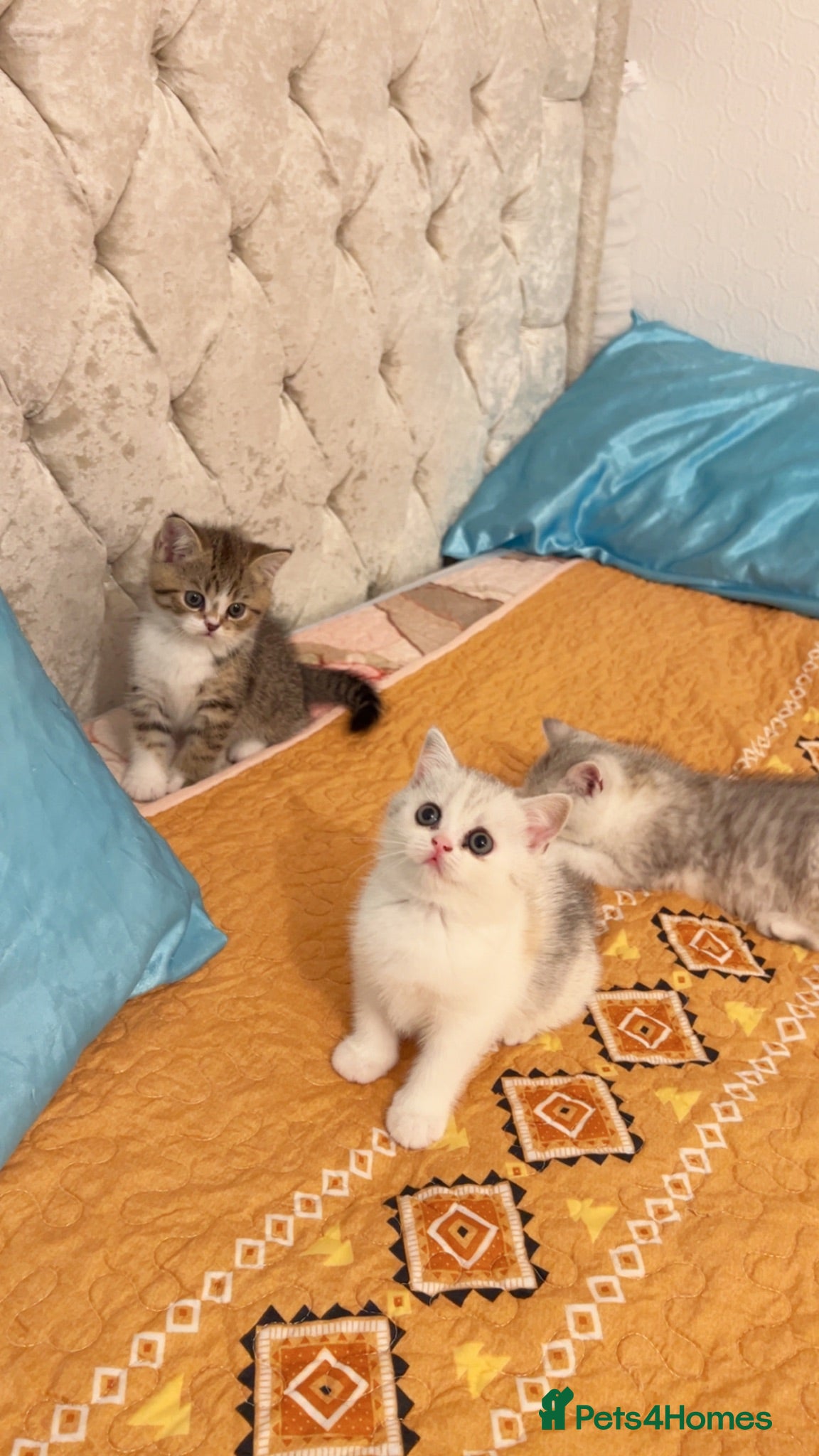 British Shorthair cats British short hair ❤️🥰 - Advert 5