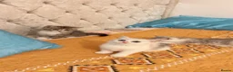 British Shorthair cats for sale: British short hair ❤️🥰 - Advert 5