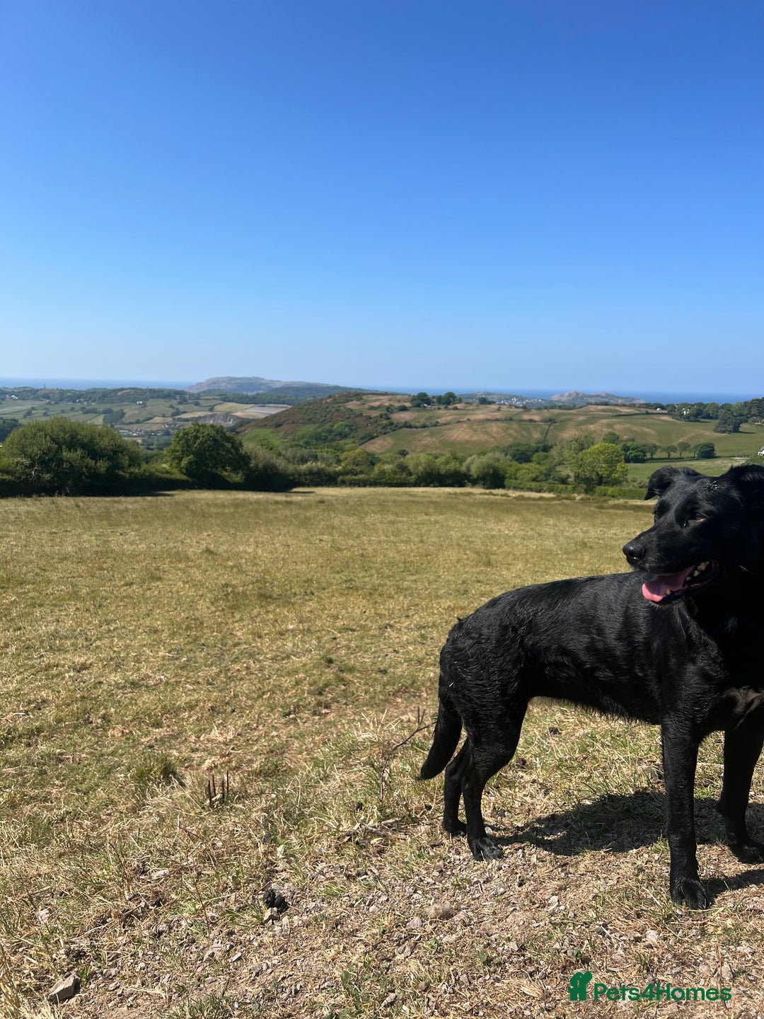Border Collie dogs for sale: Sheepdog puppies - Advert 14