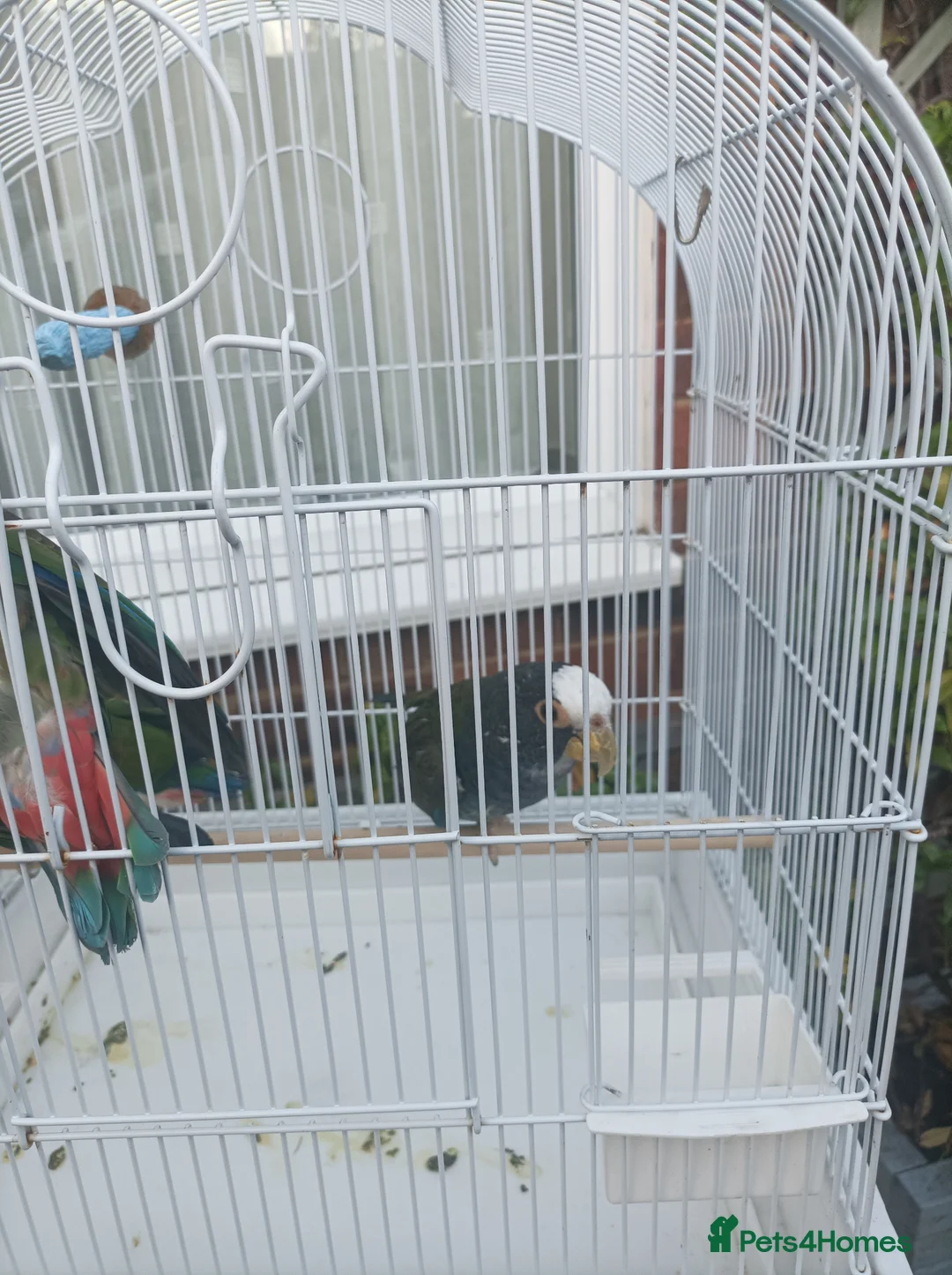Parrots birds for sale: 2 pairs of white capped ponious parrots  in Maidenhead - Advert 5