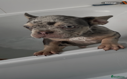 French Bulldog dogs for sale: Kc registered 12 week old French. Bulldogs  - Image 38