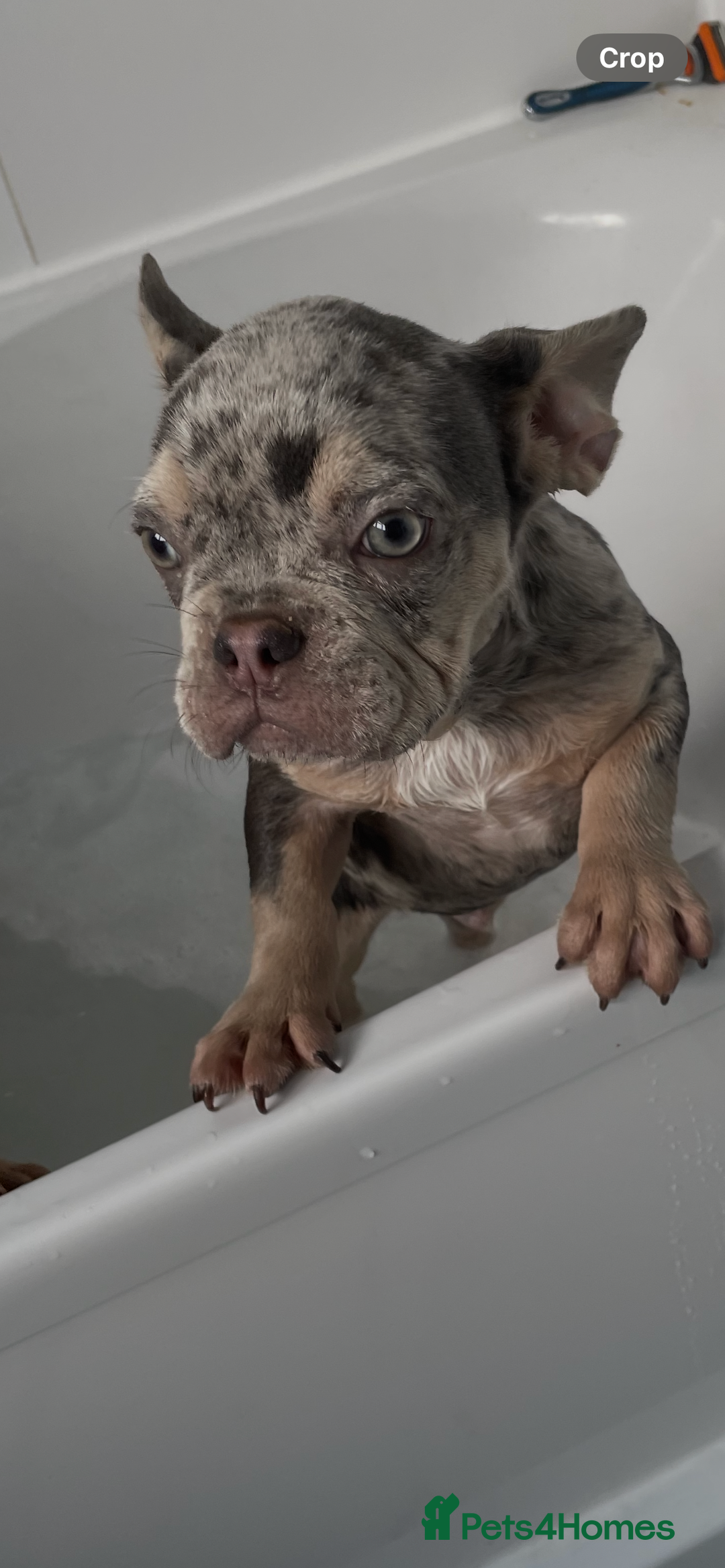 French Bulldog dogs for sale: Kc registered 12 week old French. Bulldogs  - Image 38