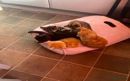 Domestic Shorthair cats for sale: 2 Ginger male kittens available  - Image 2