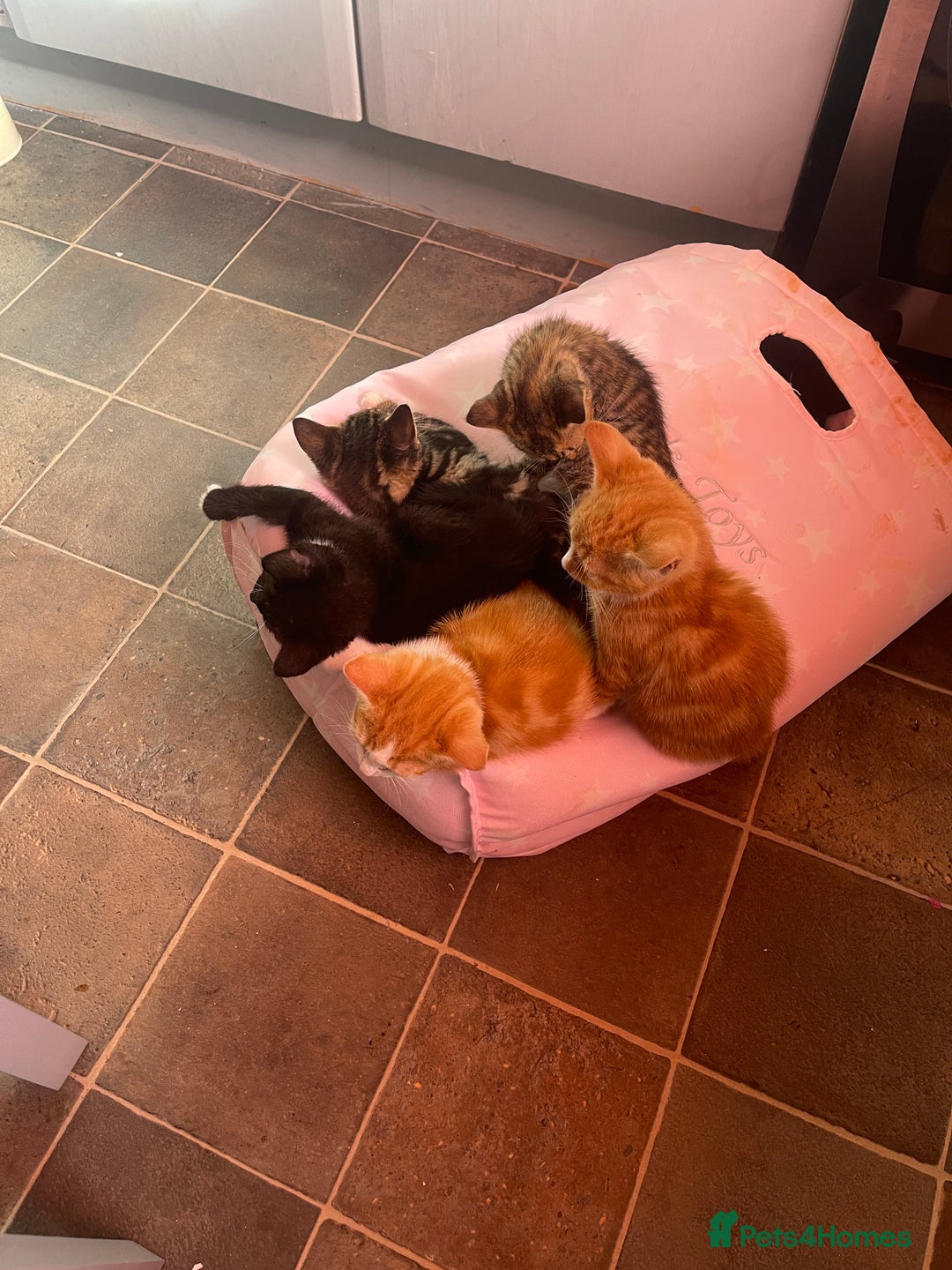 Domestic Shorthair cats for sale: 2 Ginger male kittens available  - Image 2