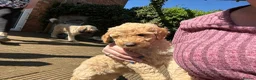 Australian Labradoodle dogs for sale: *READY TO GO* 💕Australian Labradoodle Puppies💕 - Advert 11