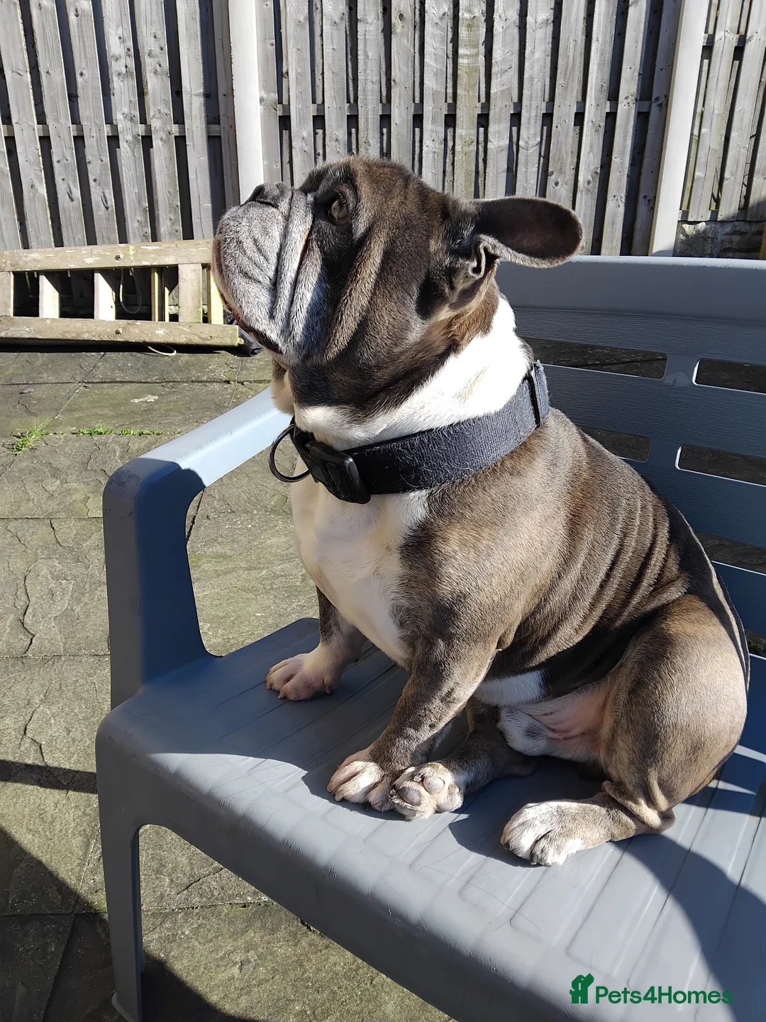 Mixed Breed dogs for sale: British bulldog x frenchie - Advert 4