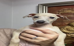 Italian Greyhound dogs for sale: Stunning Pedigree Italian Greyhounds Cream & Fawn  - Image 5