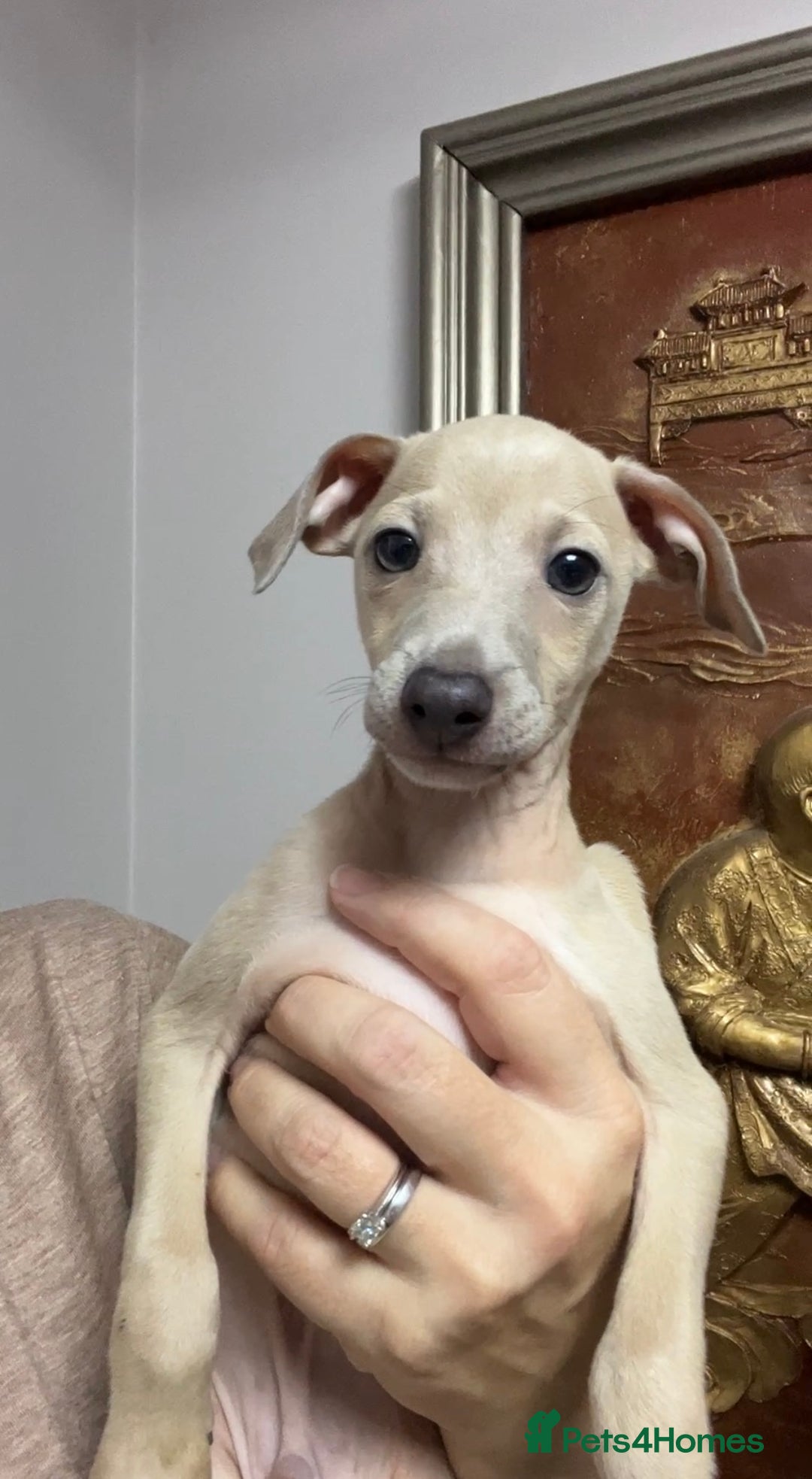 Italian Greyhound dogs for sale: Stunning Pedigree Italian Greyhounds Cream & Fawn  - Image 5