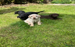 Springador dogs for sale: Springador Puppies - Image 13
