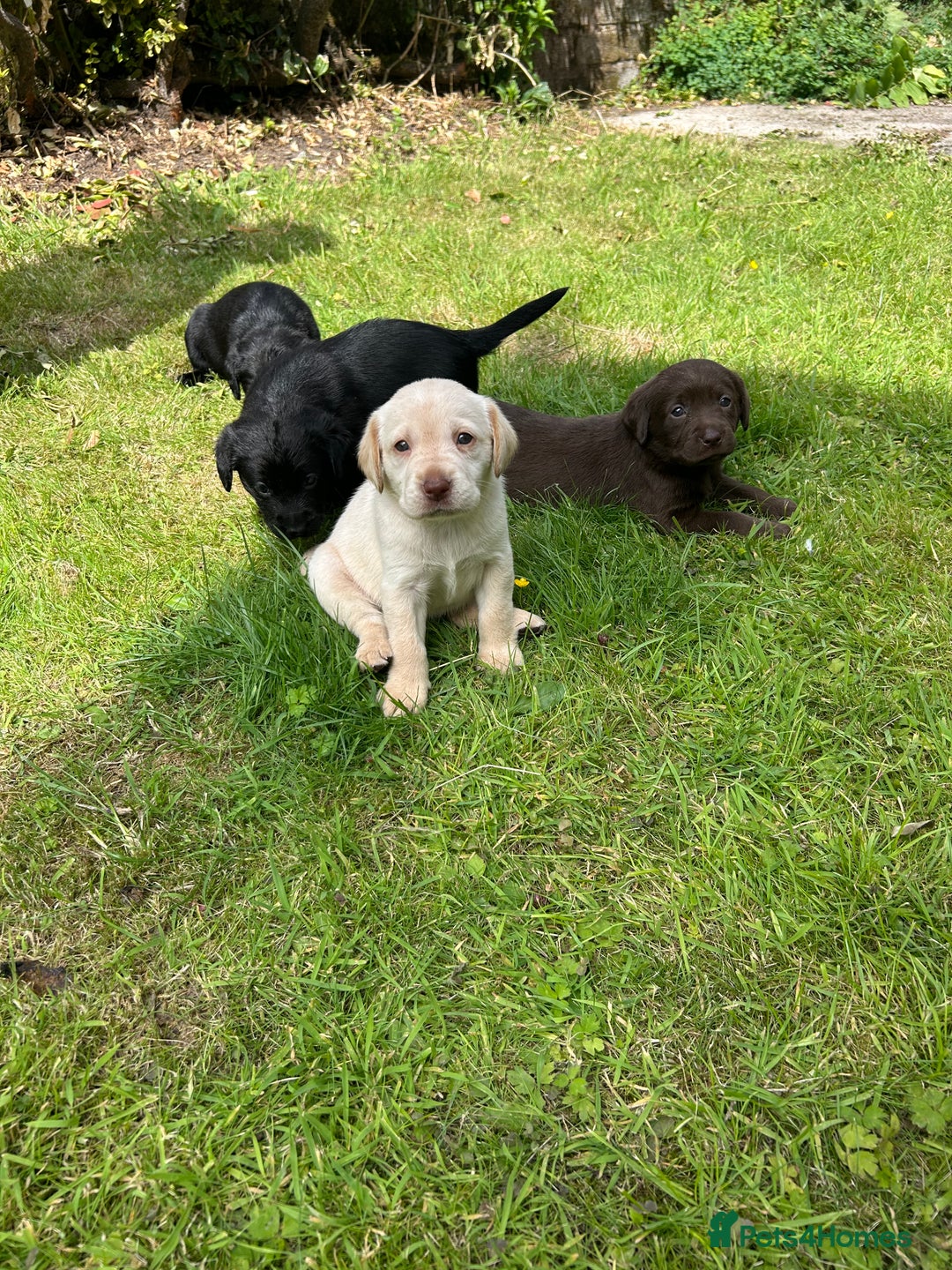 Springador dogs for sale: Springador Puppies - Image 13