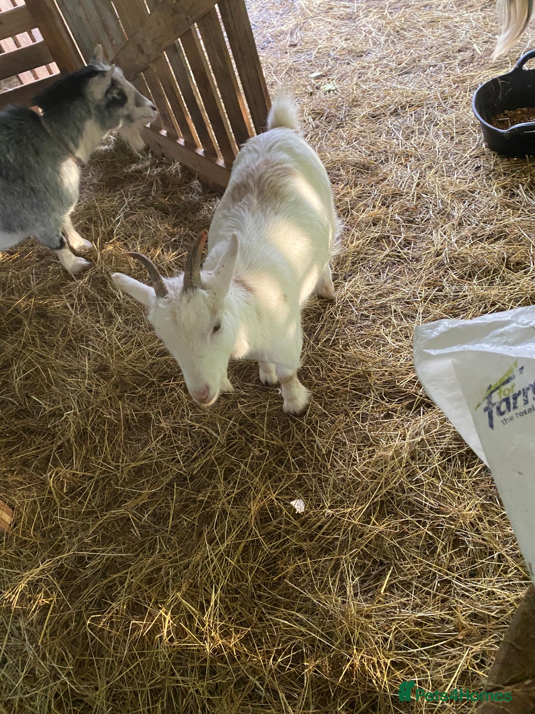 Goats livestock for sale: Flock of Pigmy goats for sale - Advert 13