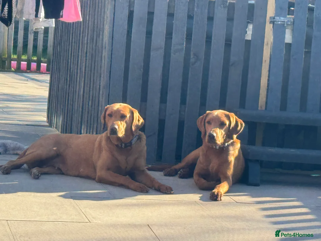 Labrador Retriever dogs for stud: FOX RED LABRADOR FOR STUD ONLY  - Advert 9