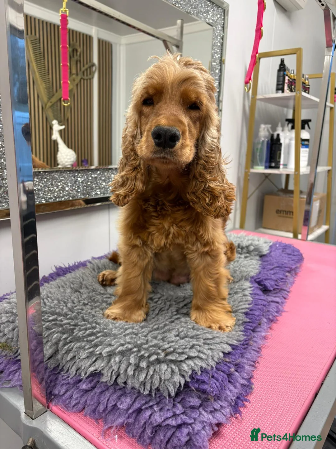 Cocker Spaniel dogs for sale: Gorgeous Golden Show Cockers - Advert 32