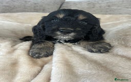 Cockapoo dogs for sale: Adorable F1 cockapoo puppies  - Image 30