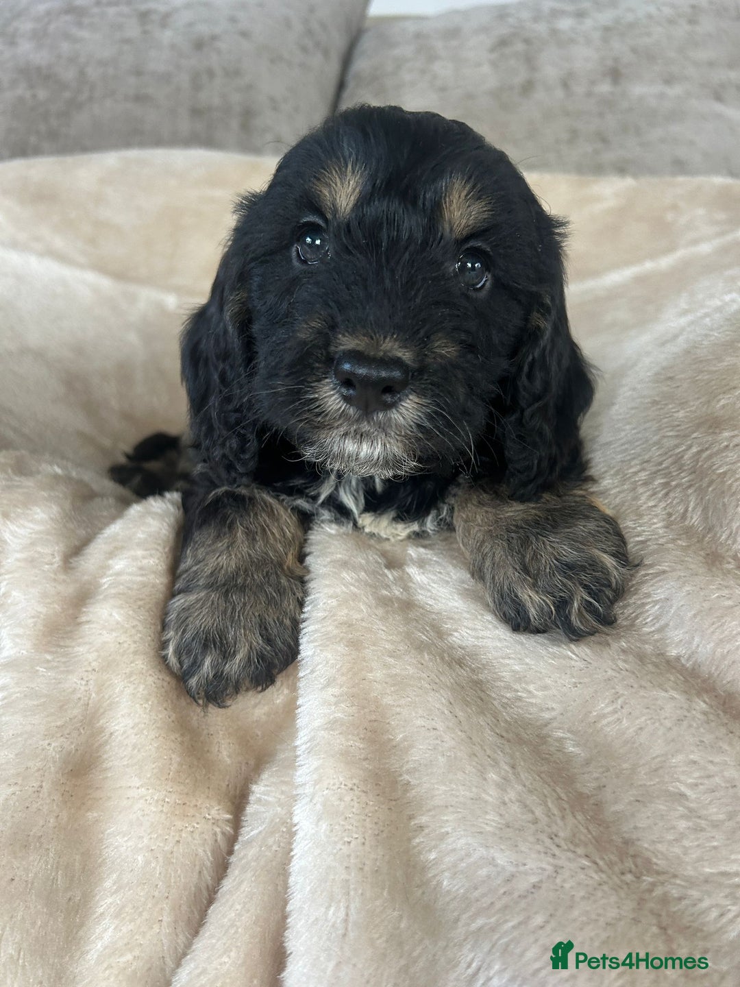 Cockapoo dogs for sale: Adorable F1 cockapoo puppies  - Image 30