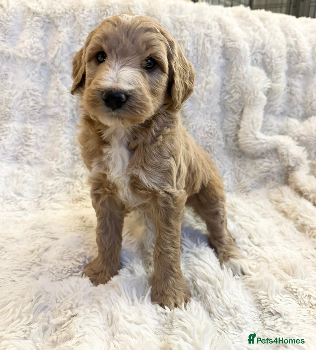 Goldendoodle dogs for sale: Beautiful golden doodles  - Advert 36