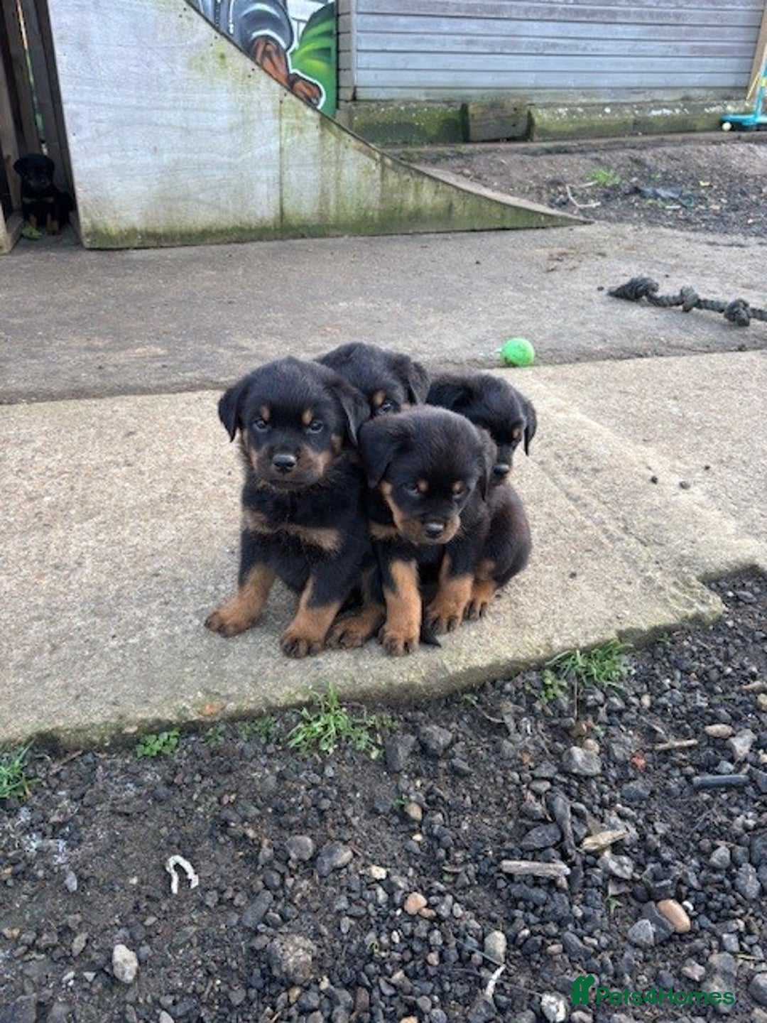 Rottweiler dogs for sale: Fully KC Registered Rottweiler Puppies for Sale 🐾 - Advert 10