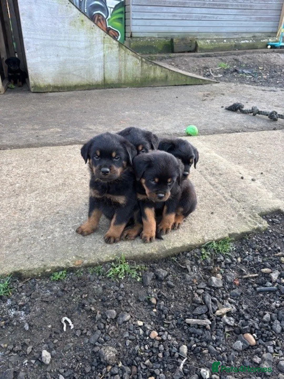Rottweiler dogs for sale: KC Rottweiler Pups! READY NOW! ONLY 2 BOYS LEFT!  - Advert 10