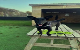 Dachshund dogs for adoption: Cute Gregory looking for LOVE - Image 8