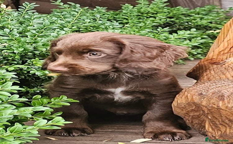 Sprocker dogs in Kidderminster - Advert 1