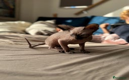 Sphynx cats for sale: Sweet Cream Sphynx Kitten looking for a family - Image 7