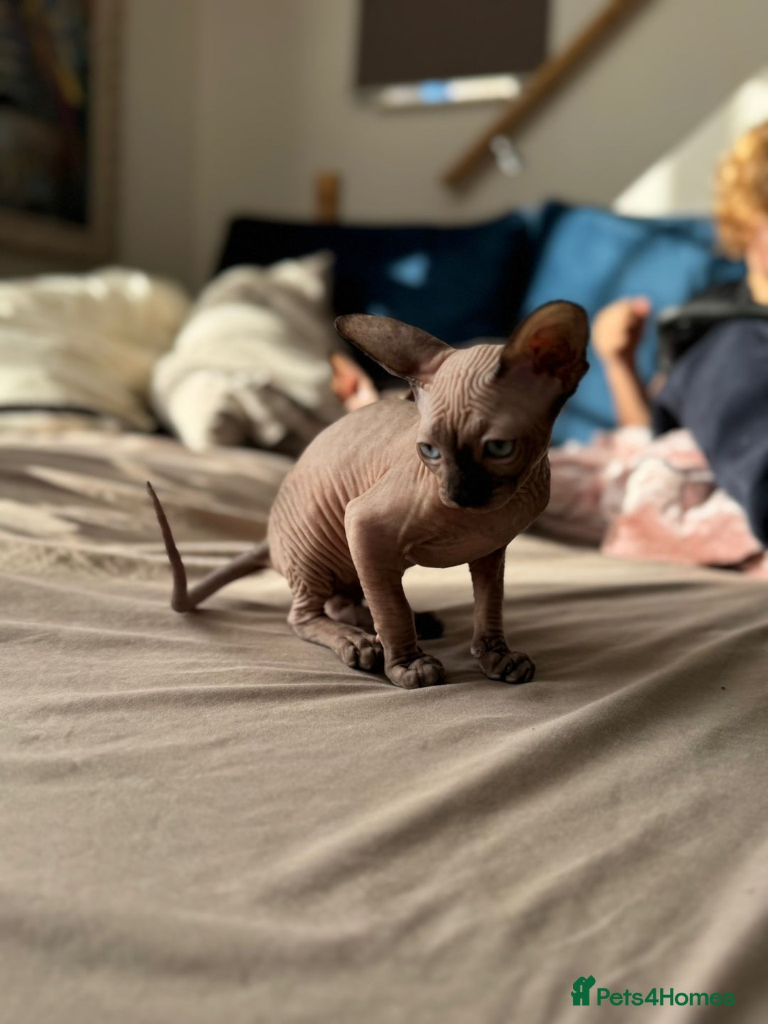 Sphynx cats for sale: Sweet Cream Sphynx Kitten looking for a family - Image 7