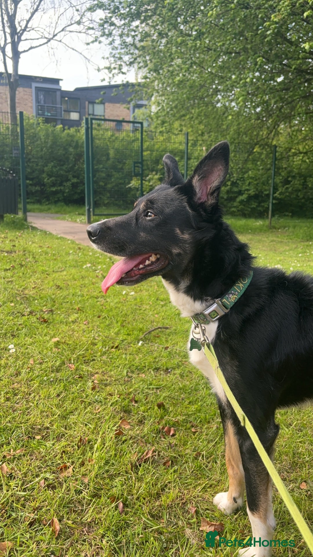 Border Collie dogs for sale: Loki nearly 4 year old border collie  - Image 9