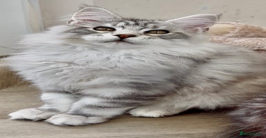 Maine Coon cats - Advert 6