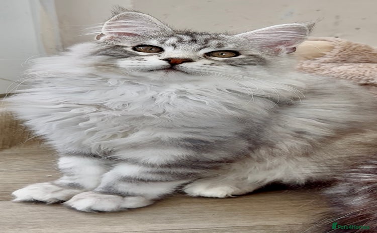 Maine Coon cats - Advert 12