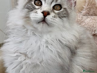 Maine Coon cats - Advert 9