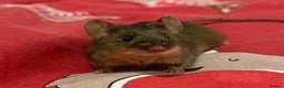 Mouse rodents for sale: Ethically Bred Mouse Pups - Waiting List Open!  - Advert 5
