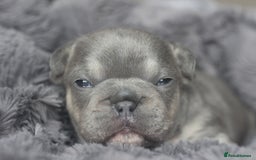French Bulldog dogs for sale: Stunning French bulldog puppies  - Advert 18