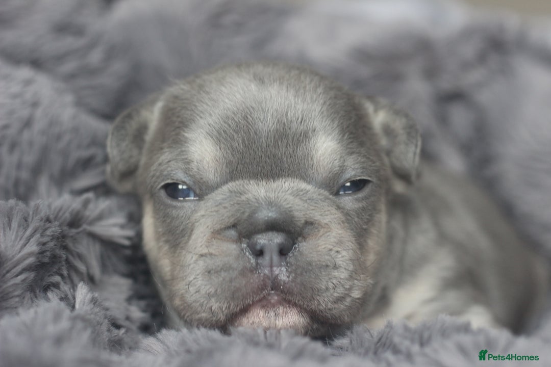 French Bulldog dogs for sale: Stunning French bulldog puppies  - Advert 18