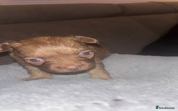 Mixed Breed dogs for sale: Chihuahua x pups  - Image 5
