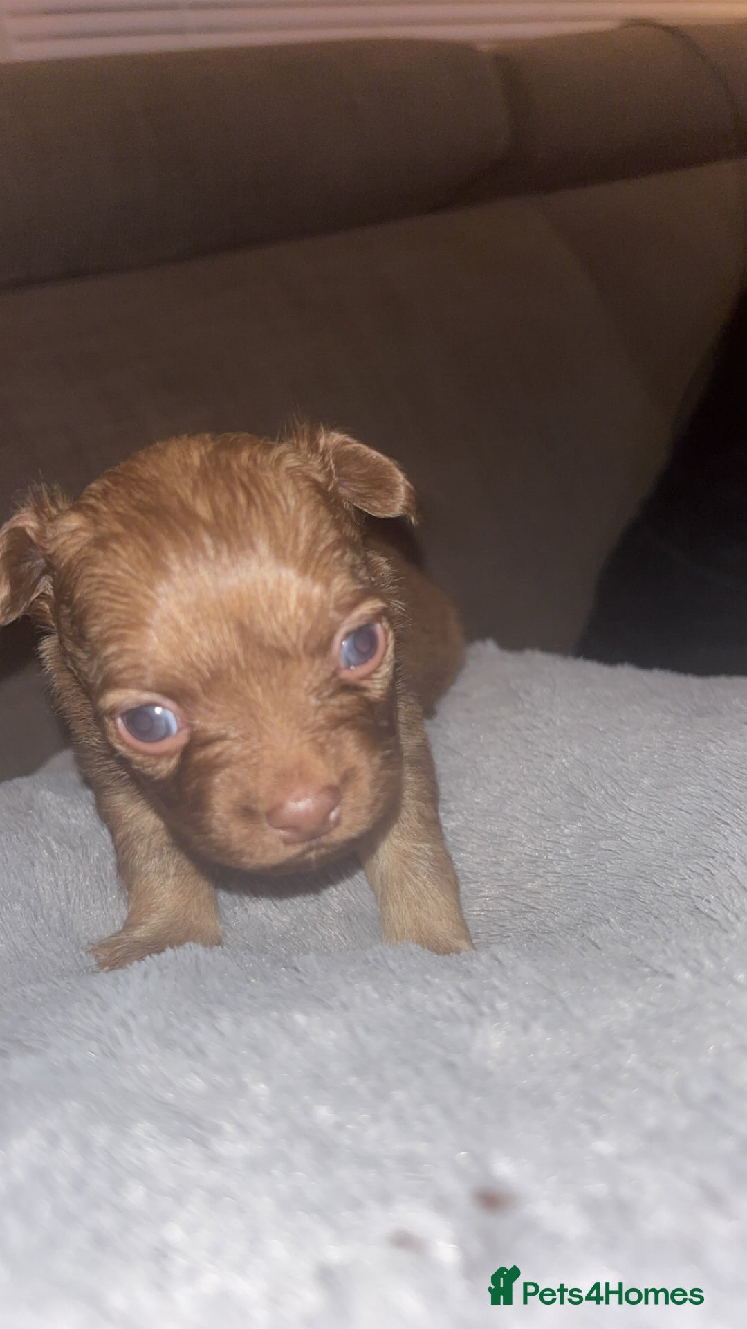 Mixed Breed dogs for sale: Chihuahua x pups  - Image 5